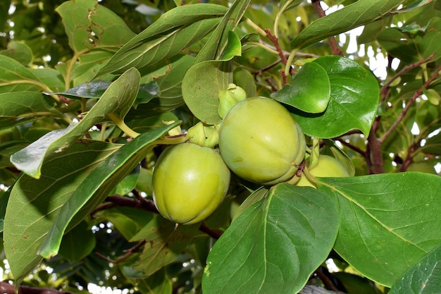 Frutti verdi di cachi Diospyros kaki