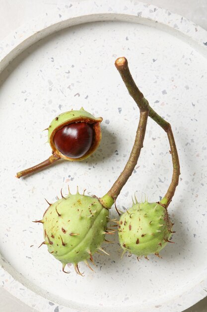 Frutti verdi di castagno fresco in una ciotola su sfondo chiaro