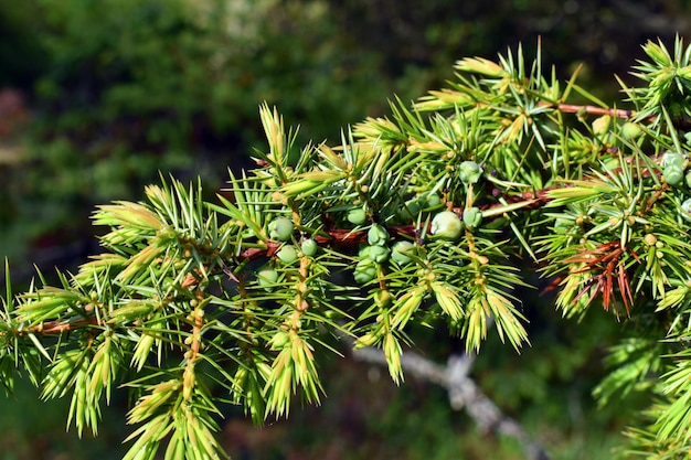 Frutti verdi e foglie del ginepro Juniperus communis