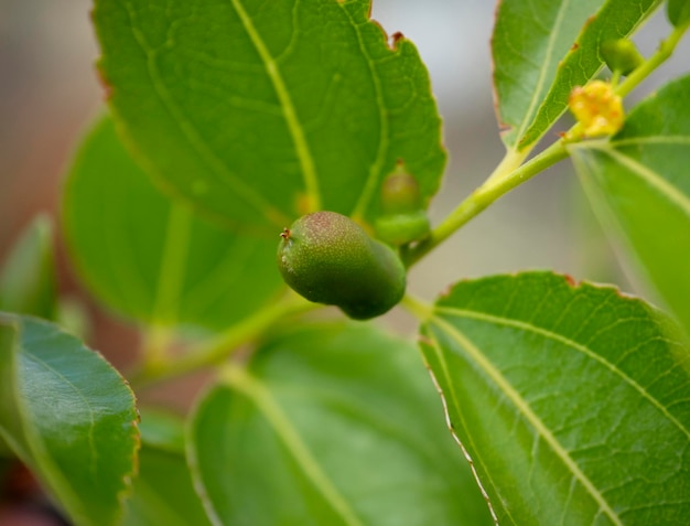 Frutti verdi nascenti Simmondsia chinensis jojoba pilaf immaturo su un albero in Grecia