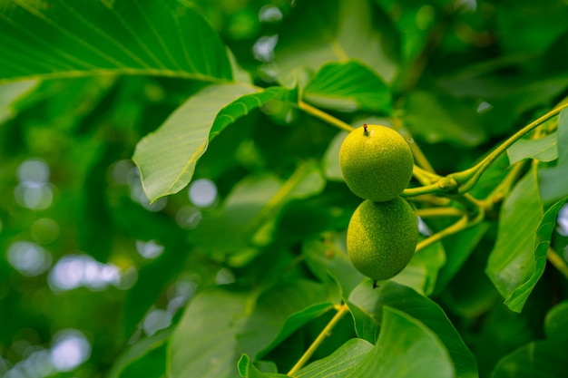 Frutticoltura della noce su un albero di noce