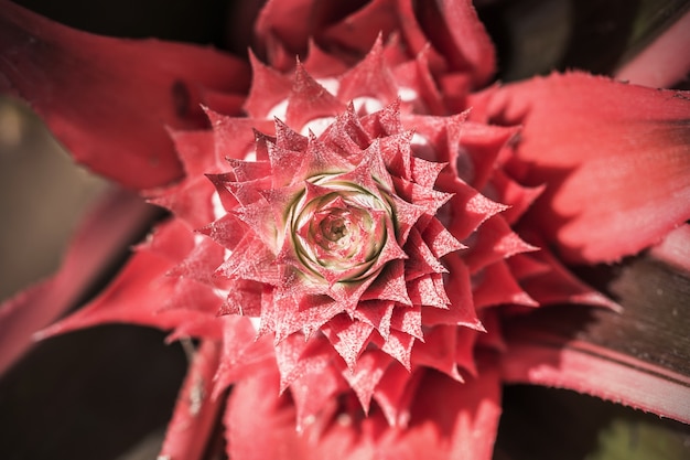 Frutticoltura tropicale dell&#39;ananas in un&#39;azienda agricola