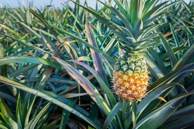 Frutticoltura tropicale dell&#39;ananas in un&#39;azienda agricola