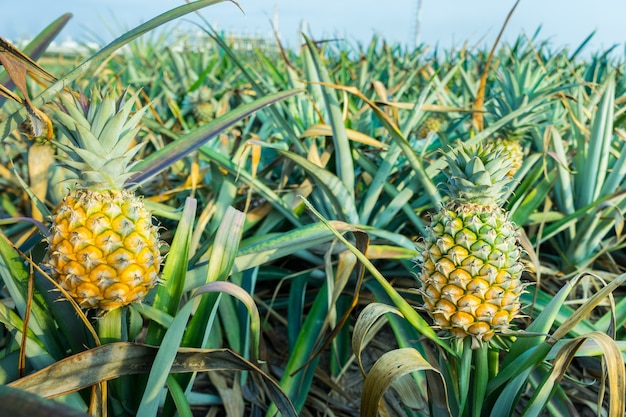 Frutticoltura tropicale dell&#39;ananas in un&#39;azienda agricola