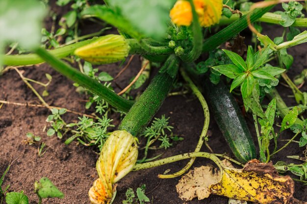 Fruttino di zucchine con fiore e foglie verdi.