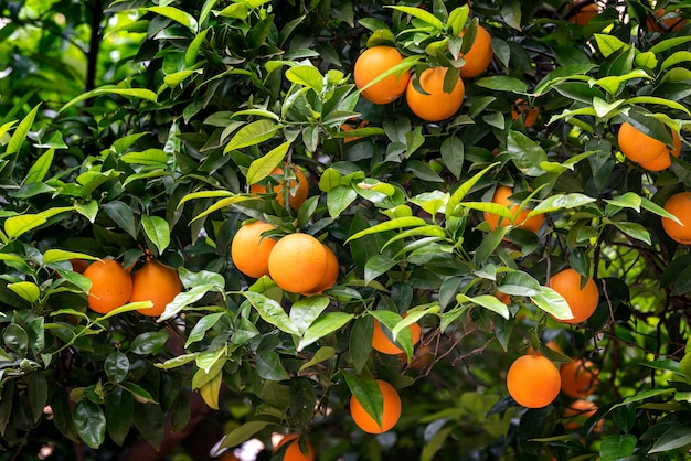 Frutto arancione sugli alberi