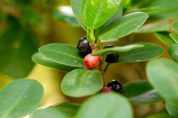 Frutto colorato di Ficus microcarpa con foglie verdi poco profonde