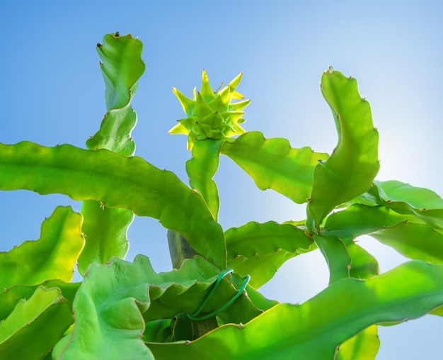 Frutto del drago che cresce sopra un albero di cactus con rami contorti contro il cielo blu