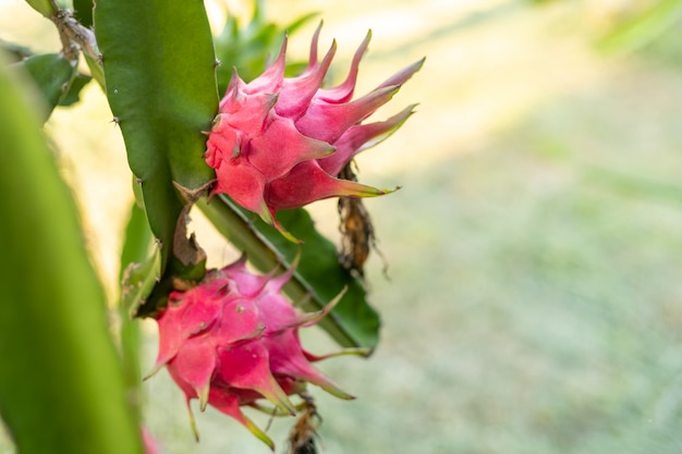 Frutto del drago rosso sulla pianta, un pitaya o pitahaya è il frutto di diverse specie di cactus autoctone, frutto del drago