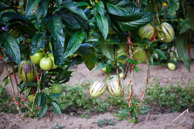 Frutto del melone pepino, (Solanum muricatum)