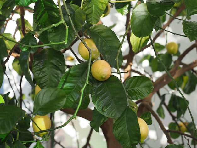 Frutto dell'albero di limone