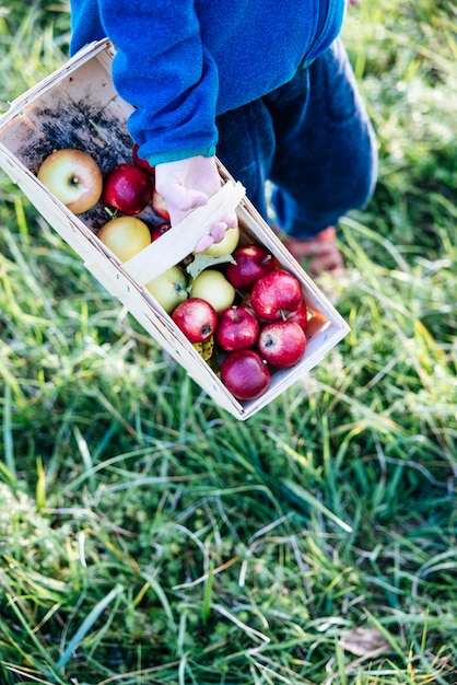 Frutto della mela da giardinaggio urbano