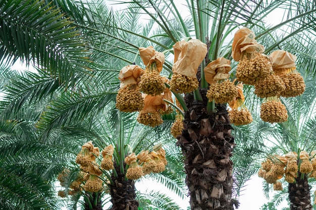 Frutto della palma da dattero tra gli alberi