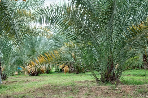 Frutto della palma da dattero tra gli alberi