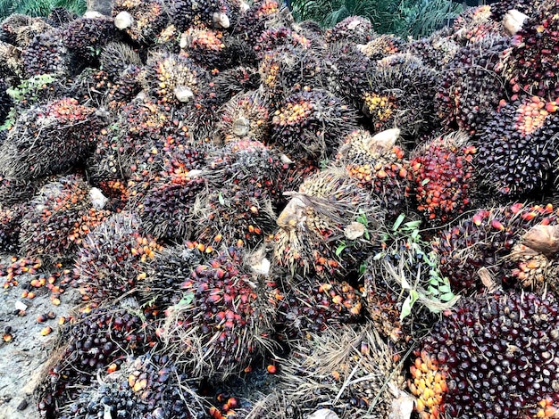 Frutto della palma da olio nella piantagione del Borneo