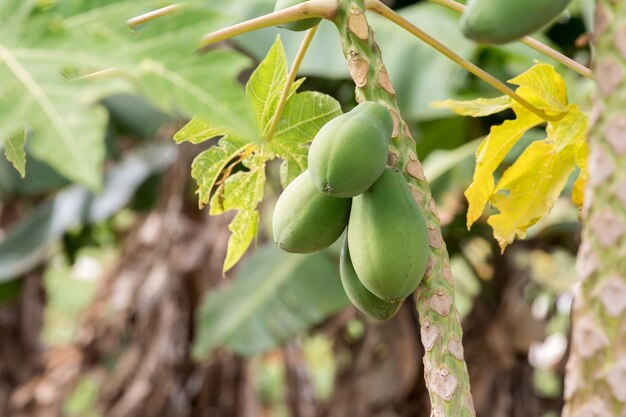 Frutto della papaia sull'albero pronto per il raccolto