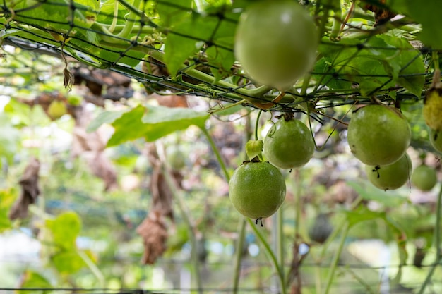 Frutto della passione che cresce sul soffitto a rete nella piantagione