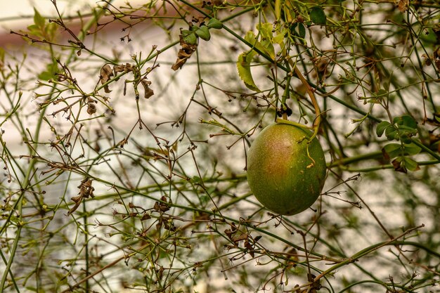 frutto della passione in un villaggio in inverno a Cipro 2