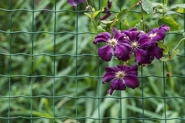 Frutto della passione lilla su un recinto in uno zoo