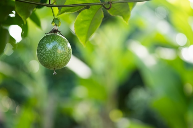 Frutto della passione su maturo con lo spazio della copia