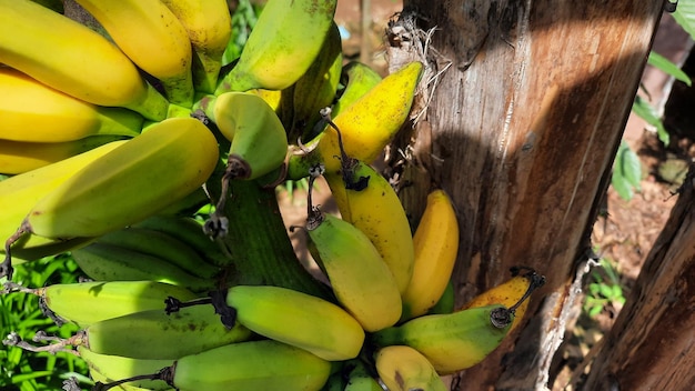 Frutto di banana verde giallastro su un vecchio albero di banana. Produzione di banane nel giardino sul retro 03