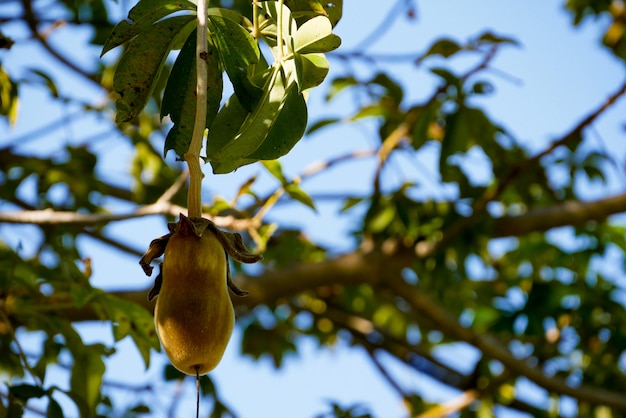 Frutto di baobab africano o pane delle scimmie