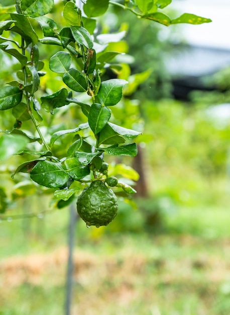 Frutto di bergamotto con foglia verde appesa al ramo su sfondo giardino