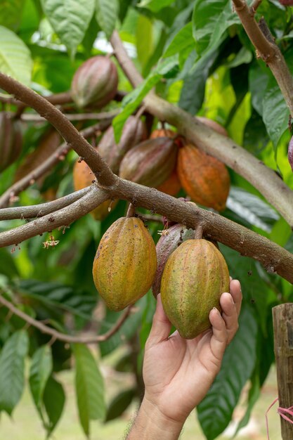 Frutto di cacao, baccello di cacao fresco in mano