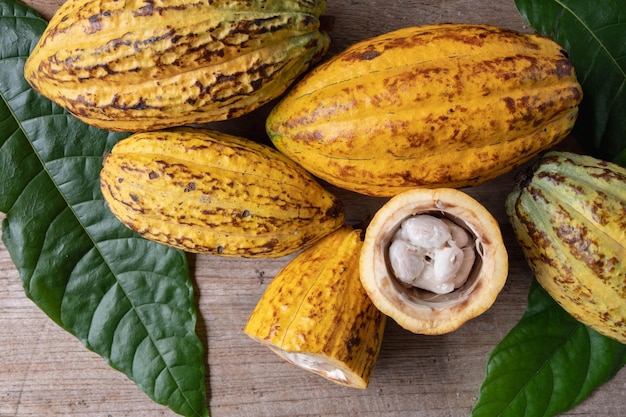 Frutto di cacao tagliato a metà e baccelli di cacao