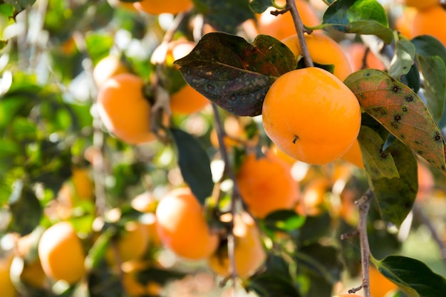 Frutto di cachi appeso all'albero