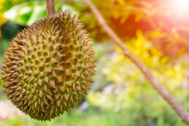 Frutto di durian sull'albero di durian nel frutteto di durian organico.