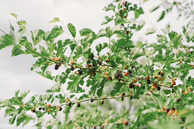 Frutto di gelso e albero Albero di gelsi acerbi maturi e rossi neri sul ramo Frutto di gelso fresco e sano