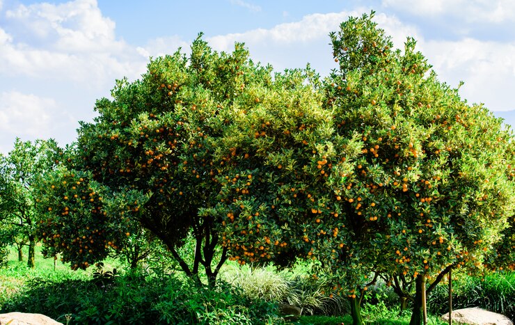 Foto frutto di kumquat biologico sull&#39;albero