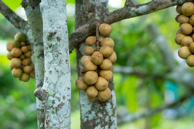 Frutto di longkong dalla Tailandia orientale Splendidi risultati in vendita.