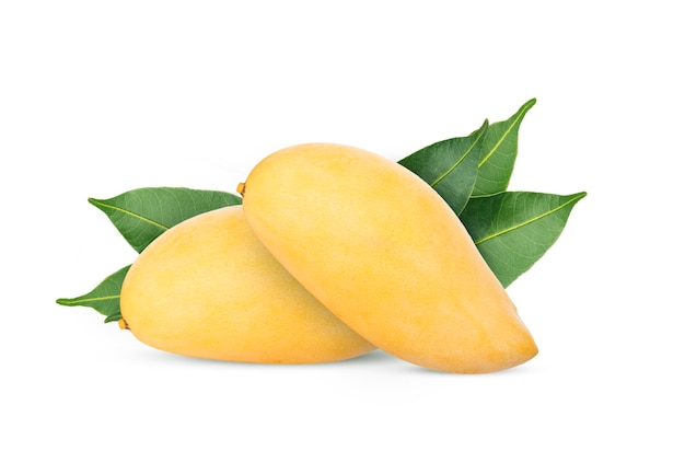 Frutto di mango isolato su sfondo bianco