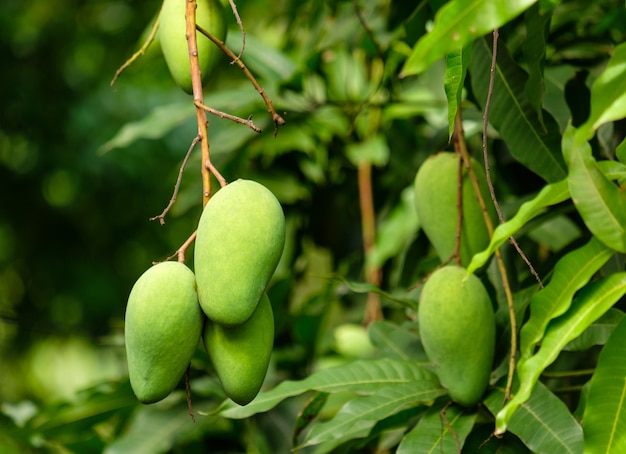 Frutto di mango sull'albero