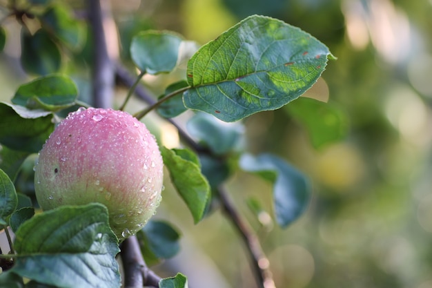 Frutto di mela sul ramo di un albero goccia di pioggia