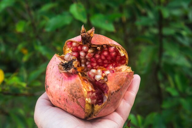 Frutto di melograno in giardino