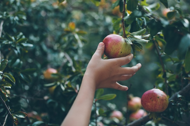 Frutto di melograno in mano di un bambino, immagine tonica