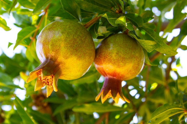Frutto di melograno su un ramo di albero in giardino