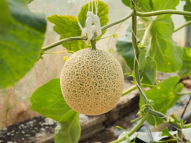 Frutto di melone verde appeso all'albero in una fattoria biologica in serra