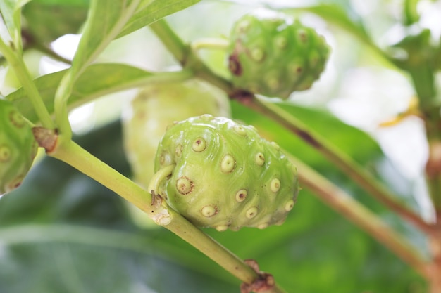 Frutto di noni sull&#39;albero.