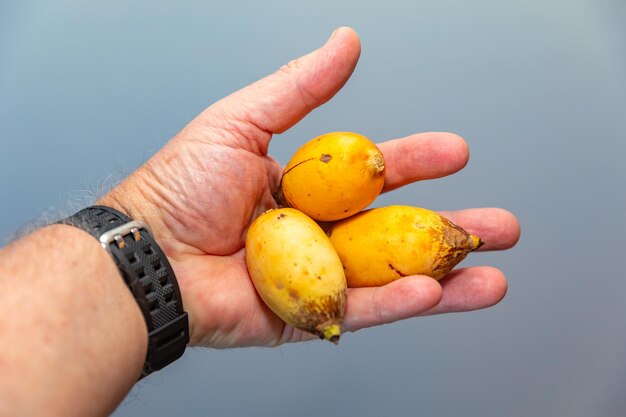 Frutto di palma tropicale maturo raro di frutta esotica di specie botaniche non localizzate