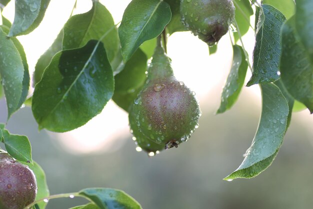 Frutto di pera sul ramo di un albero goccia di pioggia