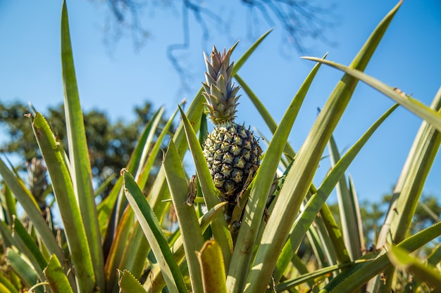 Frutto di piantagione di ananas esotico