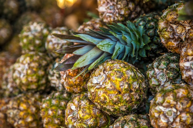 Frutto di piantagione di ananas esotico