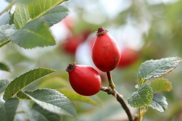 Frutto di rosa canina maturo sui rami del cespuglio