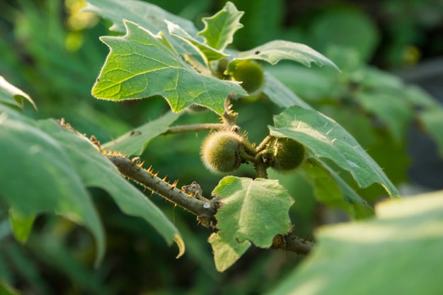 Frutto di solano sulla pianta.