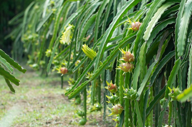 Frutto-drago crudo fresco in azienda agricola o Pitahaya frutticoltura o fattoria ganica