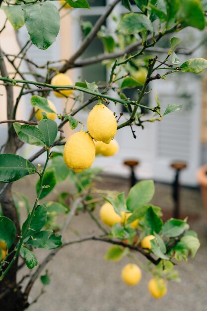 Frutto giallo limone sui rami dell'albero tra il fogliame coperto di gocce di pioggia